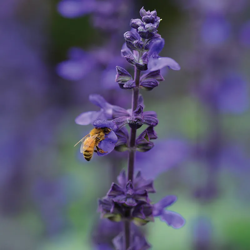 Salvia Big Blue Seed